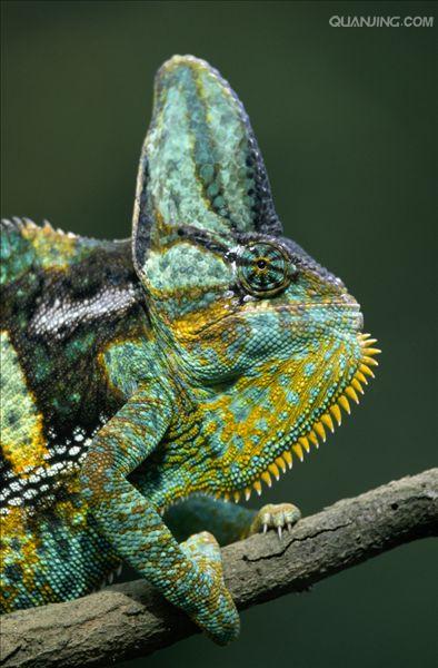  p>高冠变色龙是变色龙的一种,因为头上高耸的 a target="_blank"