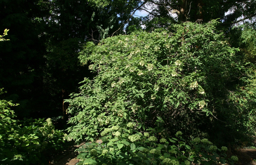 hydrangea bretschneideri