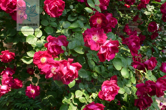 rosa chinensis var. semperflorens