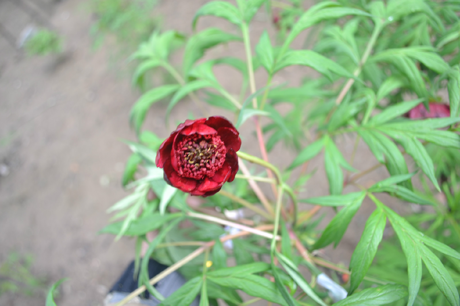  p>滇牡丹(学名: i>paeonia delavayi /i> franch.