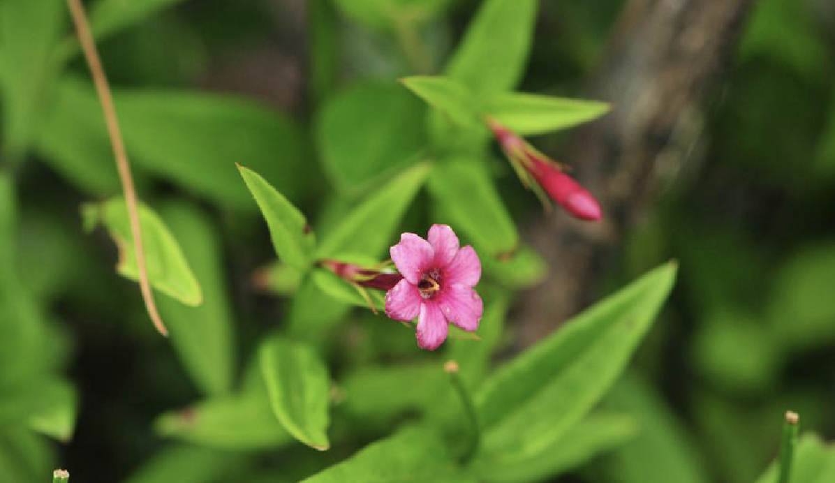  p>红素馨(学名: i>jasminum beesianum  /i>forrest et diels)是木犀