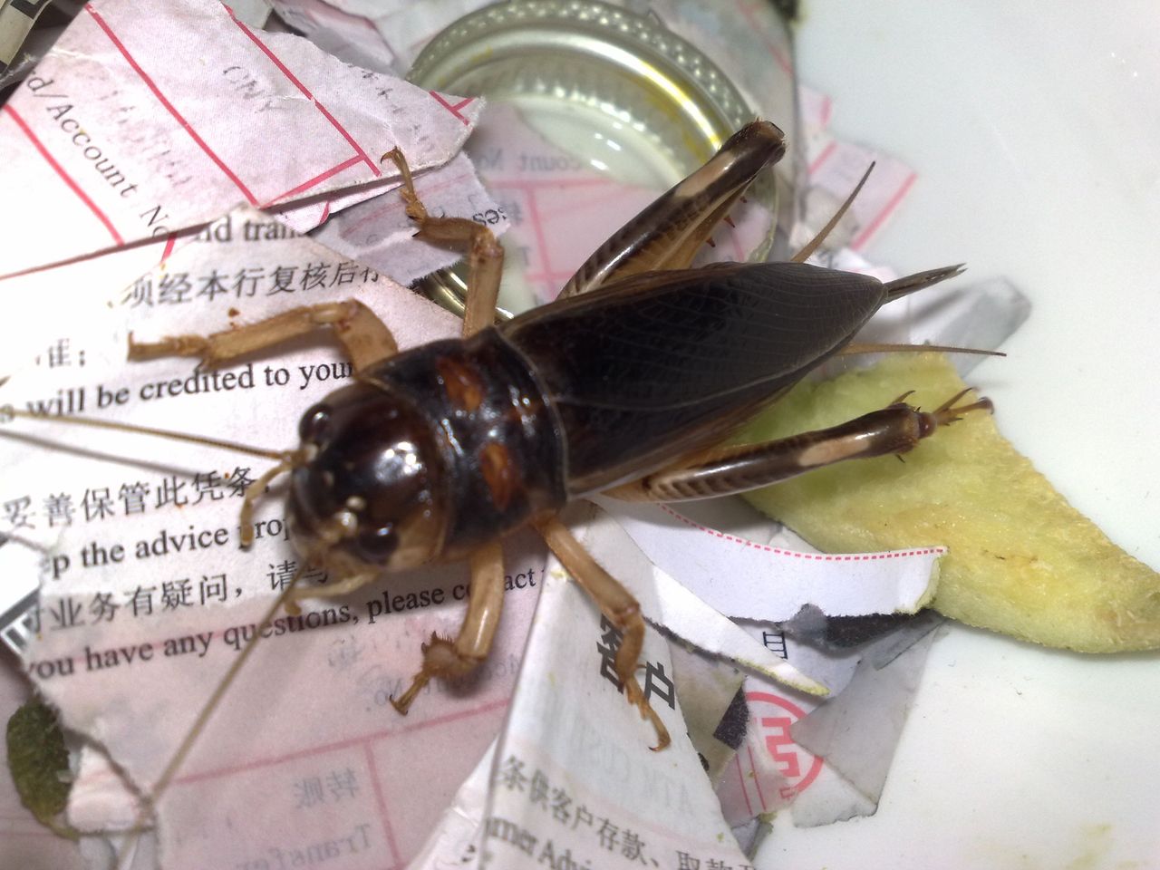  p>蟋蟀(xī shuài)(gryllulus;gryllus) a target="_blank" href="