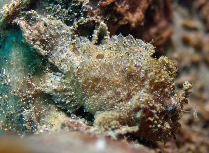 多数体长在30毫米以下,最大个体为51毫米.