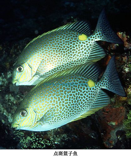  p>点斑篮子鱼, i>siganus guttatus /i> (bloch, 1787),为 a href="