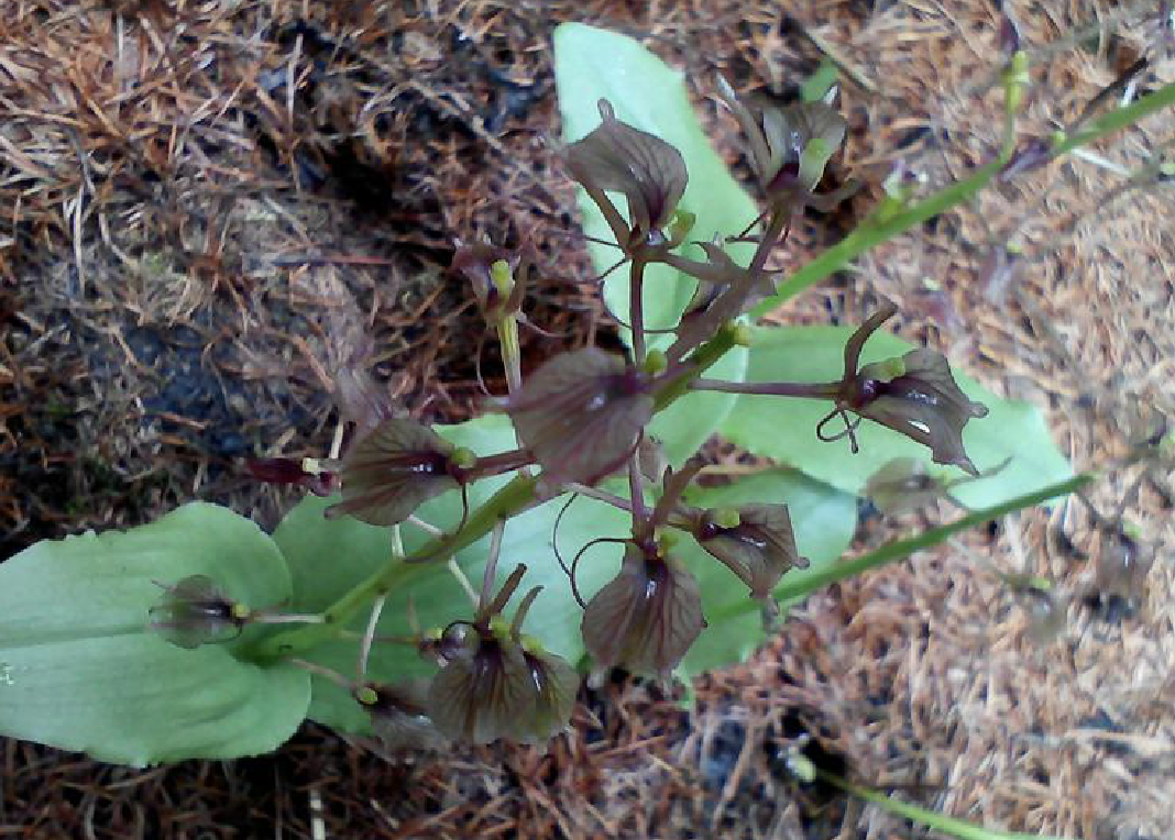 地生草本.叶2枚,倒卵形,膜质或草质,长约5厘米,宽约2.