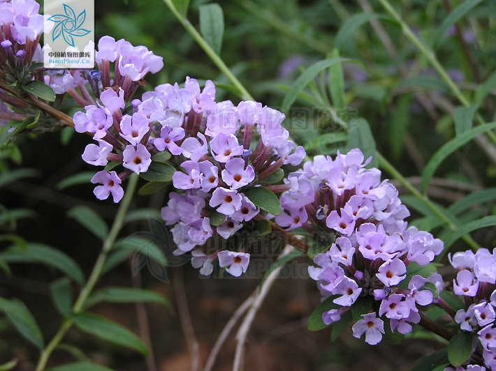  p>互叶醉鱼草(学名:buddleja alternifolia maxim),醉鱼草属.