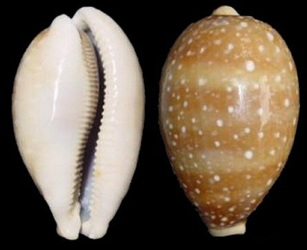  p>白星宝螺(学名:lyncina vitellus vitellus)是