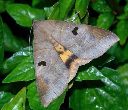  p>枯安钮夜蛾(学名:ophiusa coronata )属于鳞翅目裳夜蛾科.