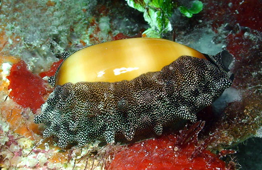  p>酒桶宝螺(学名:talparia talpa talpa)又名是 a href="#" data