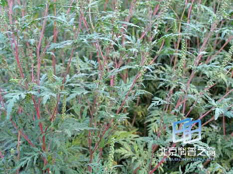  p data-id="tzcgn6udjyvo">豚草是菊科豚草属一年生草本植物.