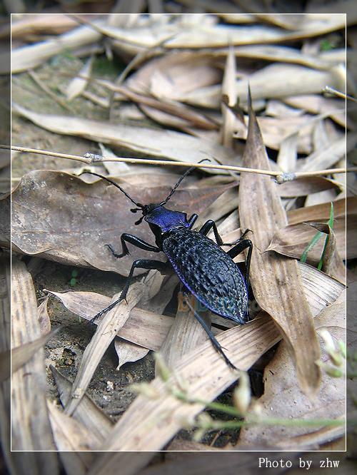 鞘翅长卵形,中后部宽,有刻点分隔的疣突.体色变异大. /p>
