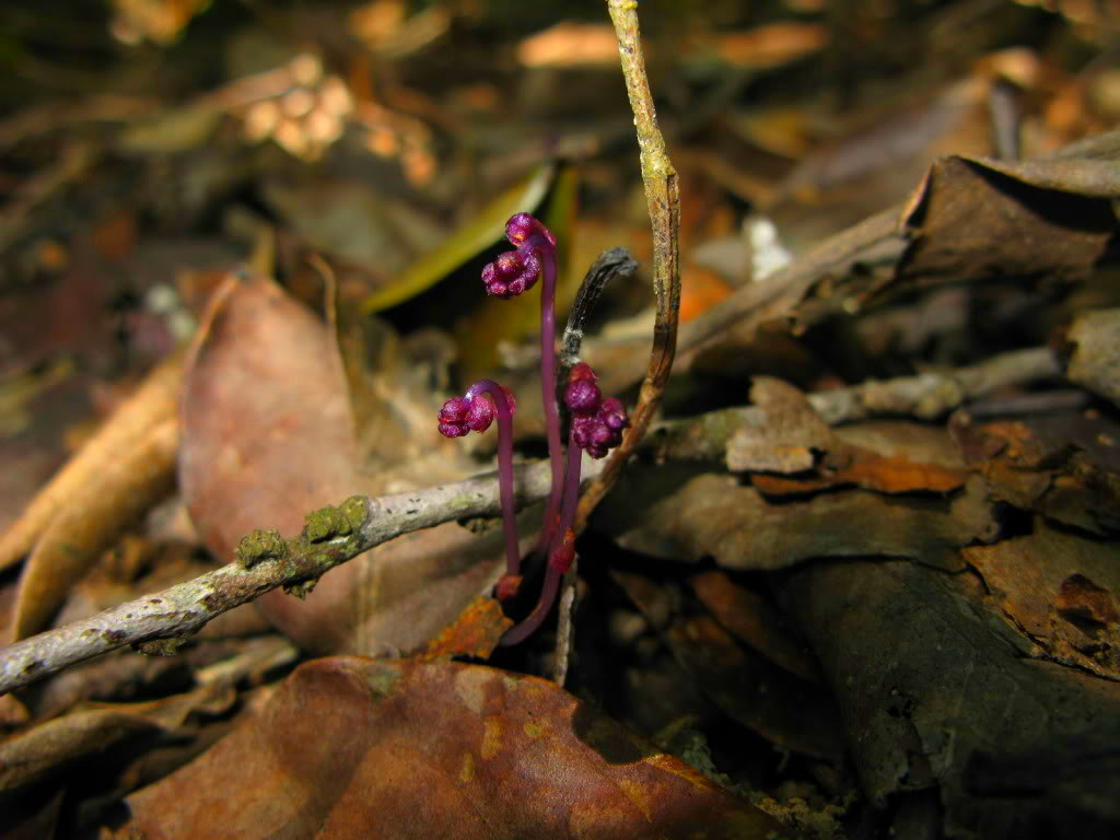  p>腐生草本, a href="#" data-lemmaid="6411577">喜荫草属 /a>植物