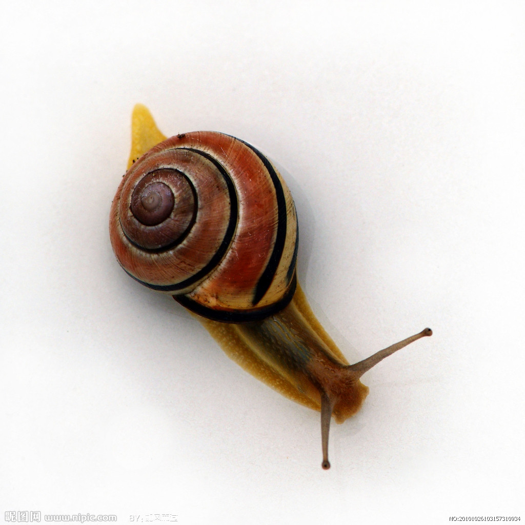 基底扁平,装饰有模糊不清的螺旋形线,基座的边缘呈锐角形. /p>