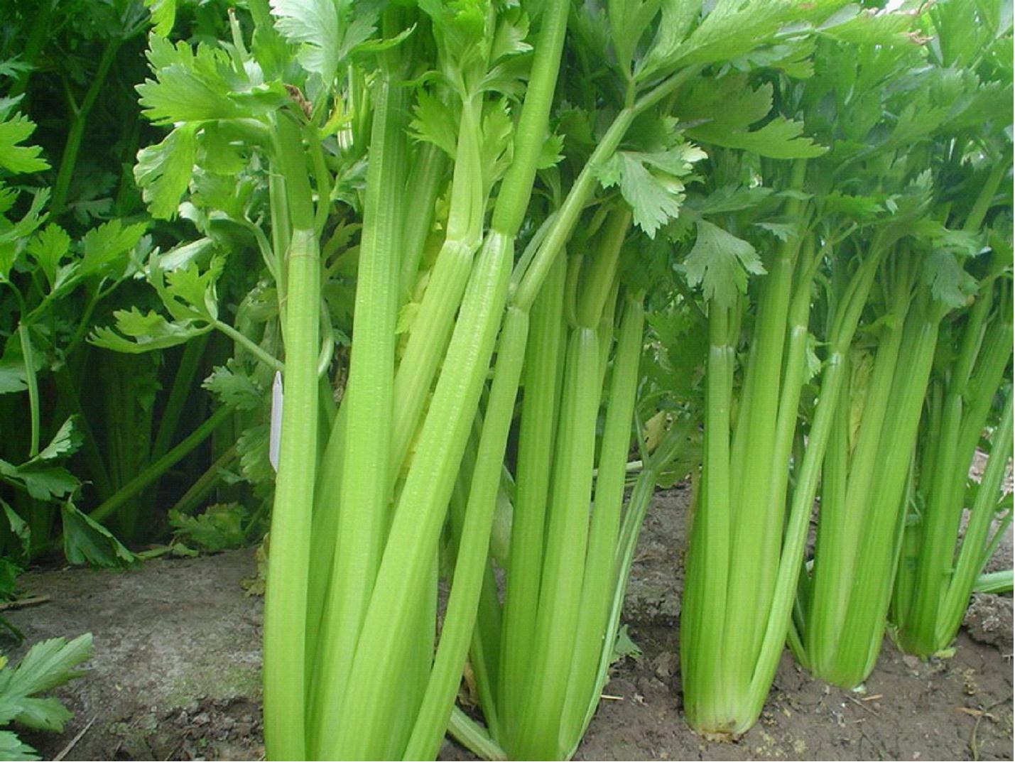 西芹