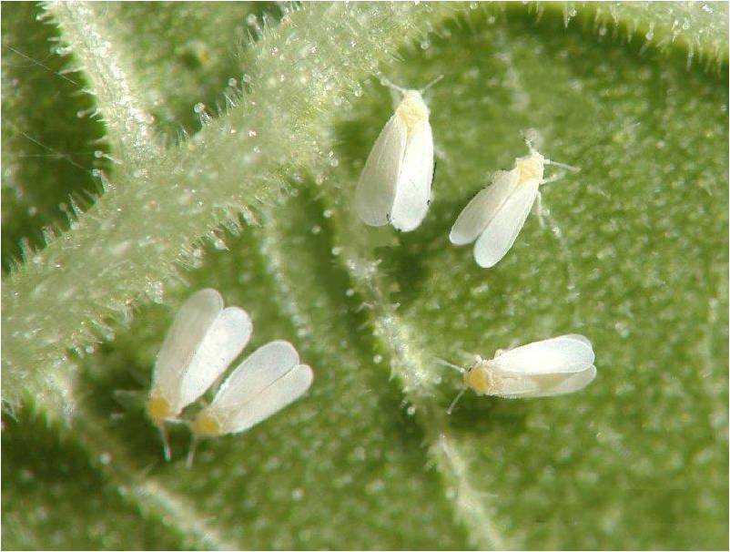  p>烟粉虱(学名: i>bemisia tabaci /i> (gennadius)是一种 a>世界性 