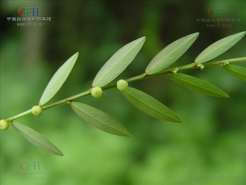  p>蜜甘草(学名: i>phyllanthus ussuriensis  /i>rupr et maxim),全
