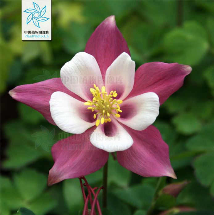 属 a data-lemmaid="229183">双子叶植物纲  /a>, a href="#">毛茛