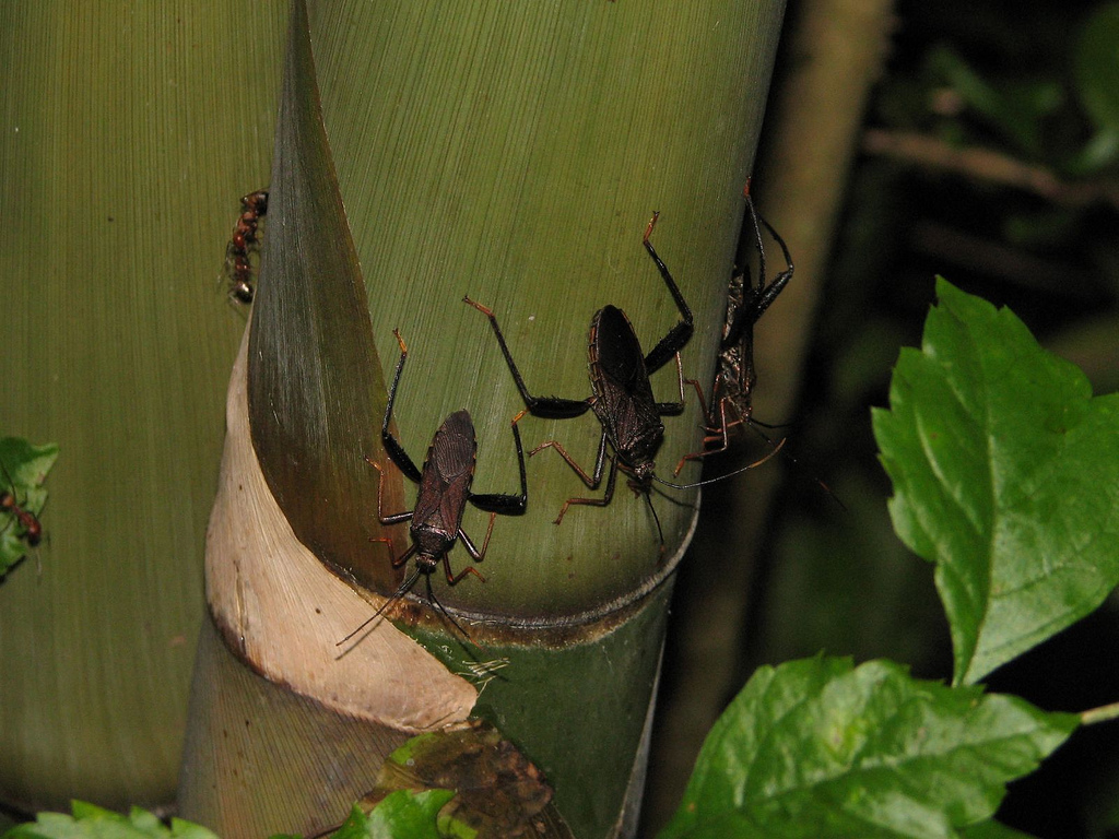 科/2651672" data-lemmaid="2651672">缘蝽科 /a>竹缘蝽属的一种昆虫