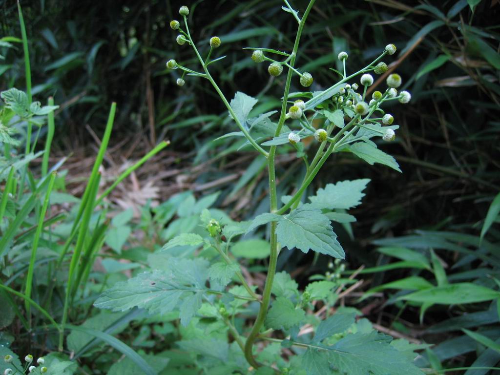  p>菊叶鱼眼草,为 a href="#" data-lemmaid="2931005">鱼眼草属 /a>