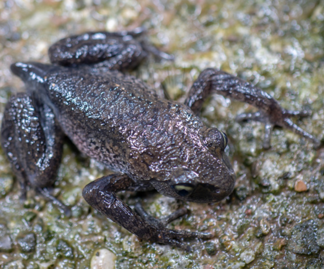  p>雷山髭蟾(学名: i>leptobrachium leishanense /i>)是角蟾科,拟