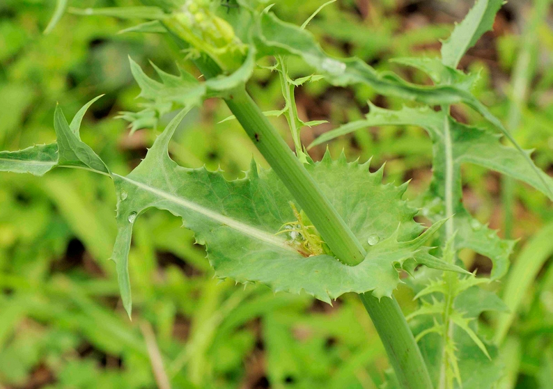  /i>):又名苦菜,苦荬菜,小鹅菜,为菊科1年生 a target="_blank" href=