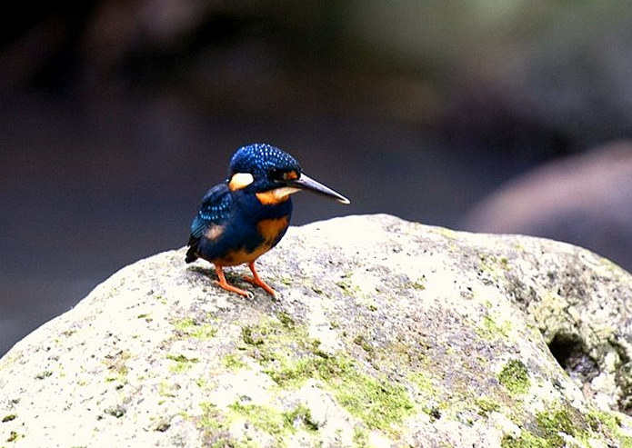  p>蓝胸翠鸟(学名: i>alcedo cyanopecta /i>):是一种体型较小的 a