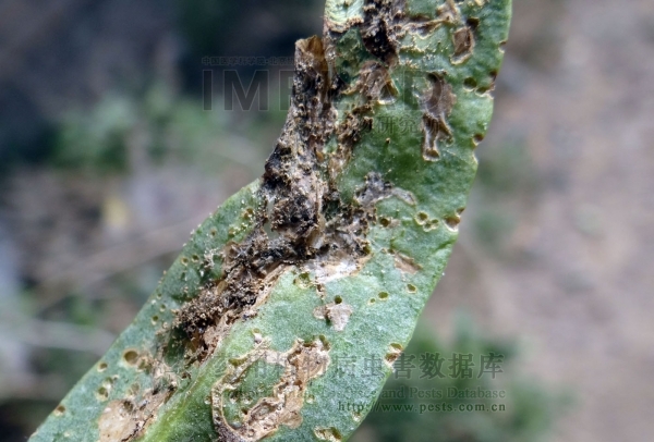  p>枸杞泉蝇,属双翅目(diptera), a href="#" data-lemmaid="6245816"