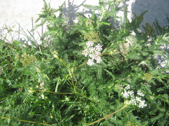  p>丝叶蓍,多年生草木,有纤细匍匐生根的根茎.