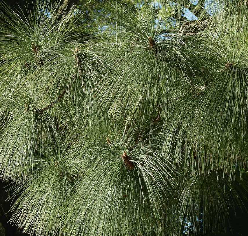 是松科松属植物,乔木,高达45-54米,胸径1米以上;树皮厚,暗红褐色,深