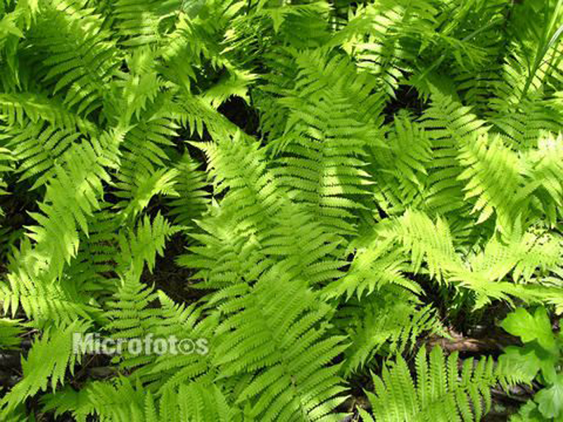  p data-id="gn8428vlih">细裂鱼鳞蕨( i>dryopteris wusugongii /i>