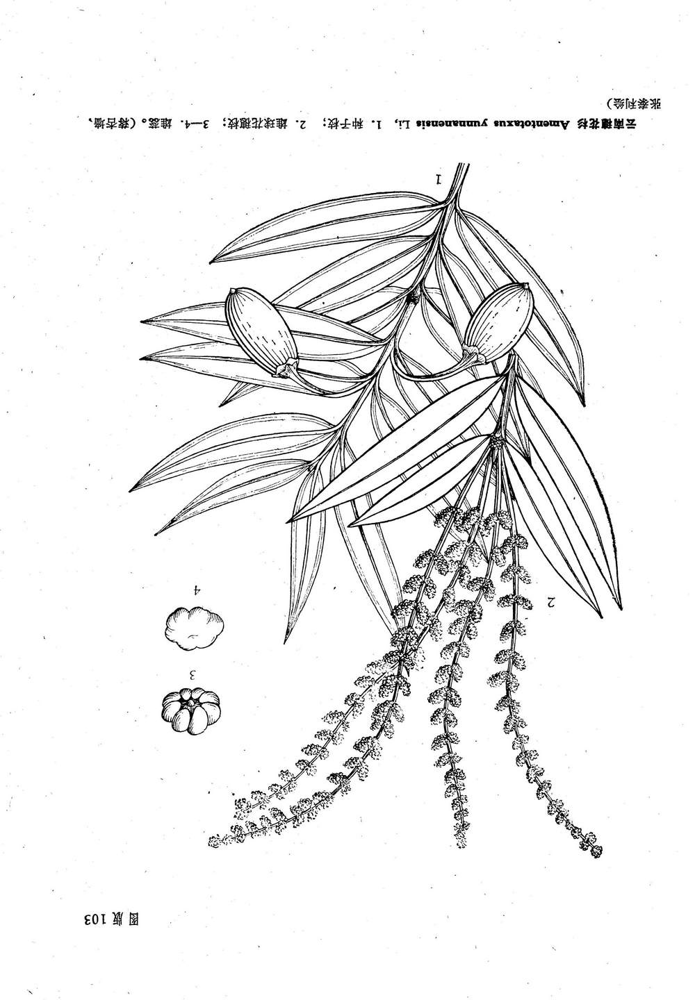  p>穗花杉(学名: i>amentotaxus argotaenia /i>  (hance) pilger)是