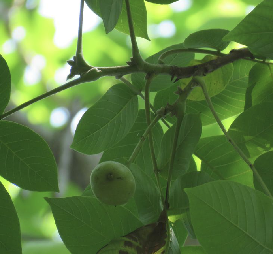  p>麻核桃(学名: i>juglans hopeiensis /i> hu)是胡桃科胡桃属植物