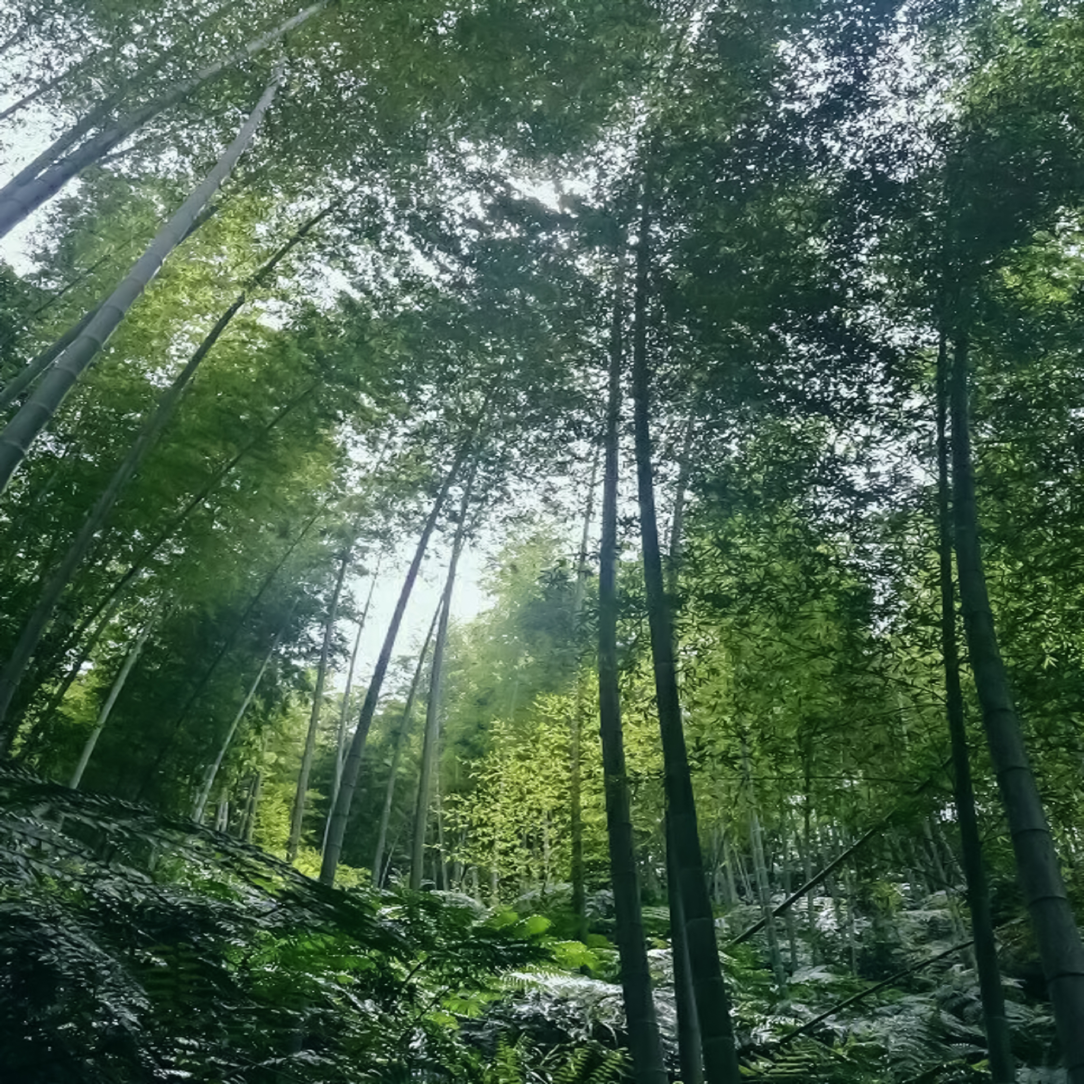 芦沟竹海位于中国四川省邛崃市,是距离成都