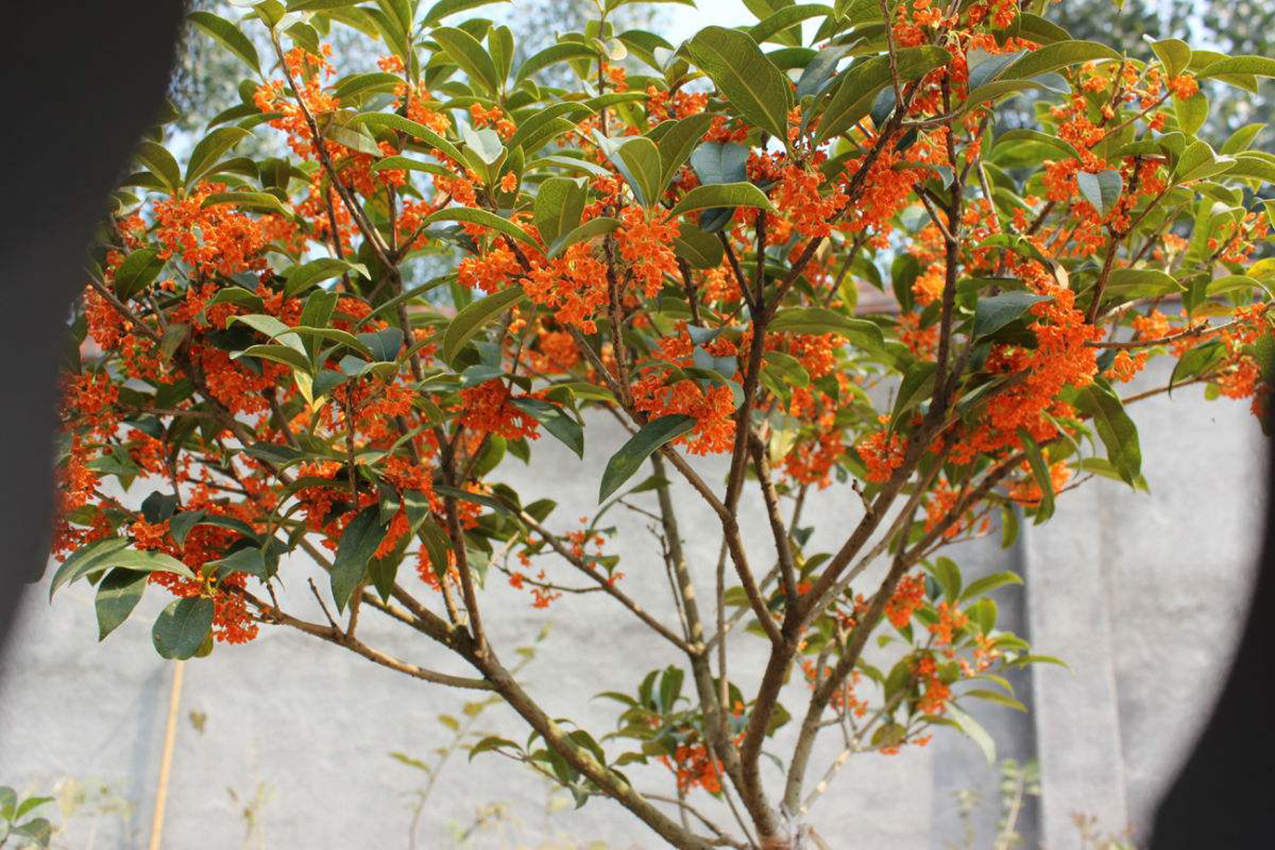  p>朱砂桂(学名: i>osmanthus fragrangs /i> c