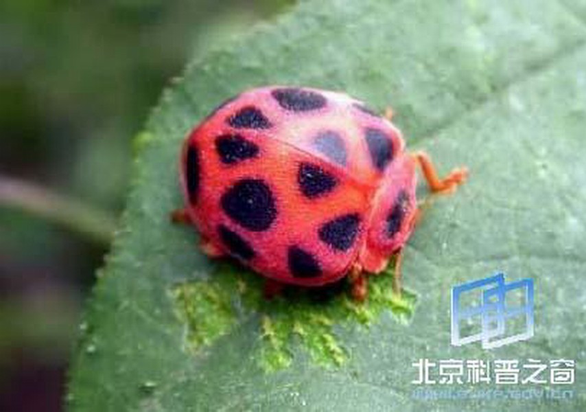 菱斑食植瓢虫