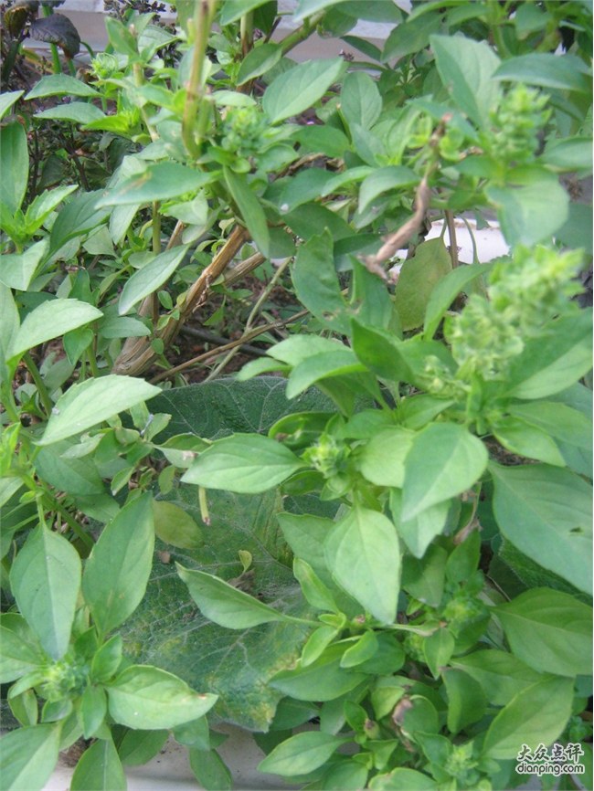 荆菜