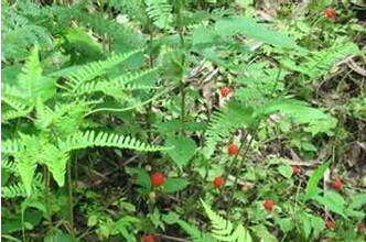 无腺掌叶悬钩子