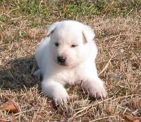  p>珍岛犬是过去 a href="#" data-lemmaid="3826">石器时代 /a>人们