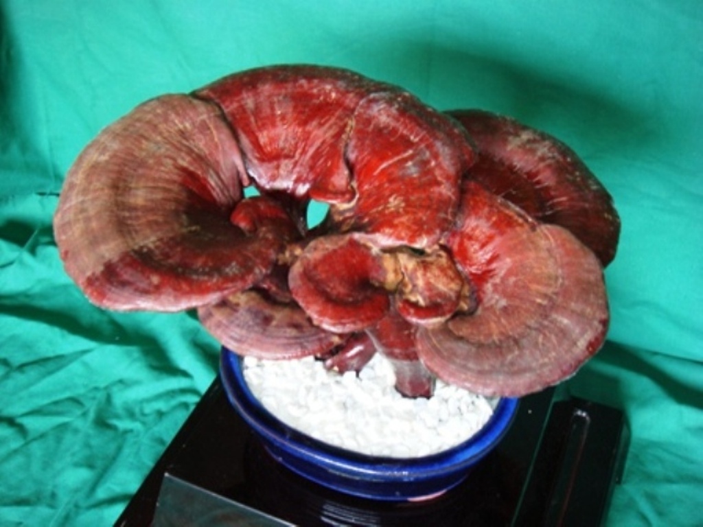  p>福建假芝,担子果一年生,有柄,木栓质. /p>