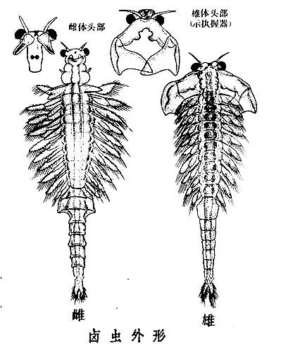  p>卤虫(brine shrimp)也称盐水 a>丰年虫 /a>.