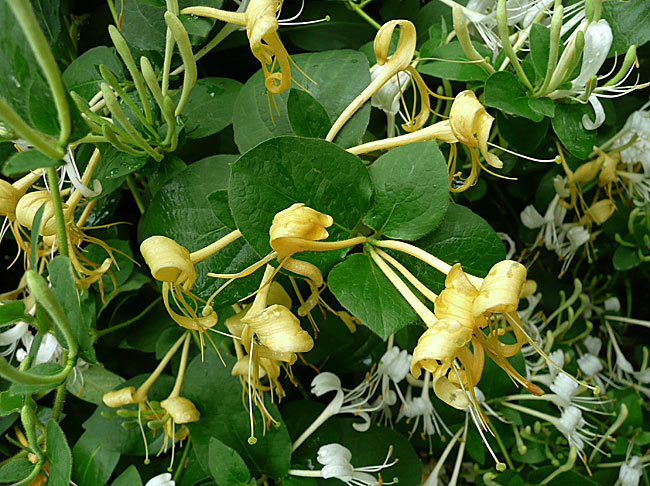 一日三变 花朵为什么会变色 百科ta说