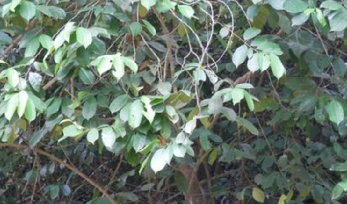  p>龙胆木属(richeriella pax et hoffm.