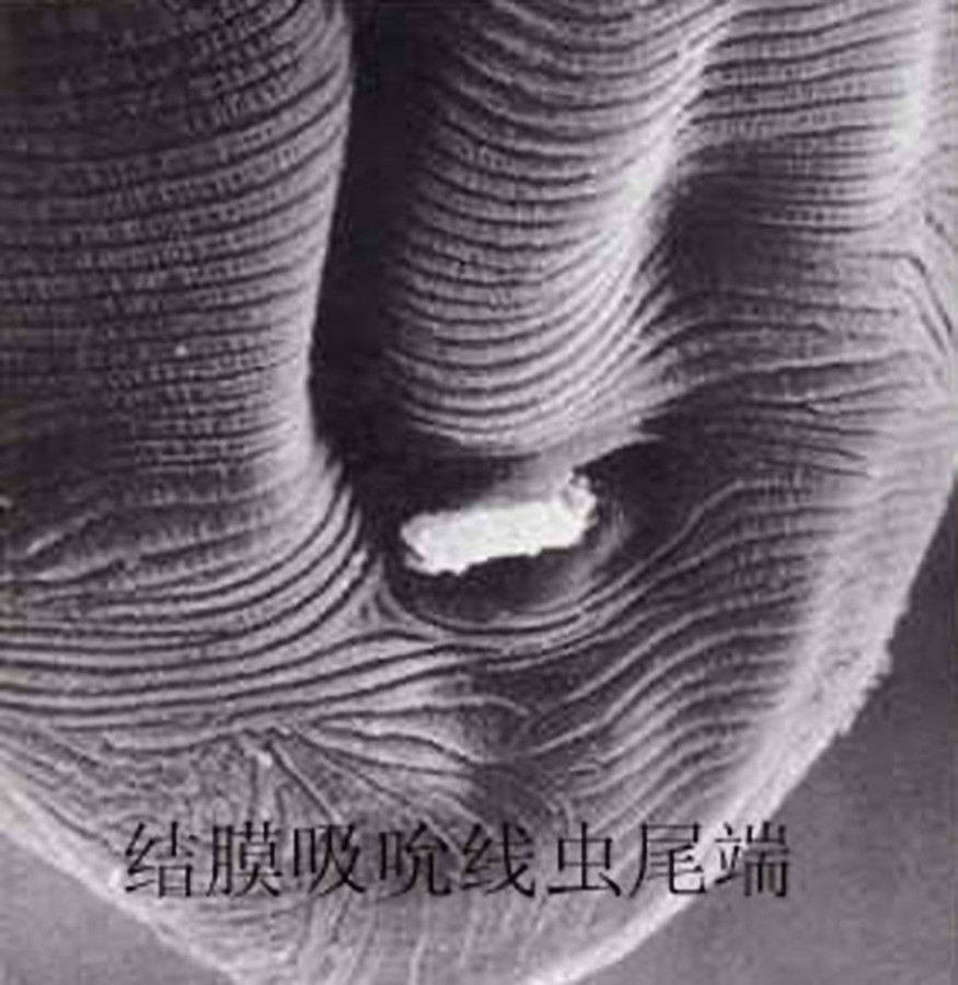  p data-id="gnyuy2h3bs">结膜吸吮线虫( i>thelazia callipaeda  /i>