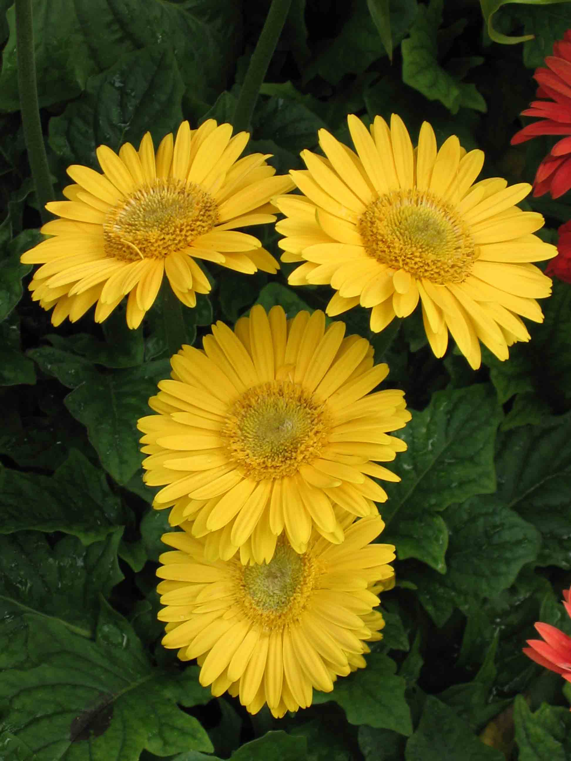 gerbera jamesonii bolus
