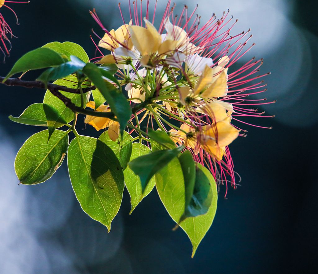 forst.)是山柑科,鱼木属落叶乔木,枝杆的表皮灰白,具散生的皮孔.