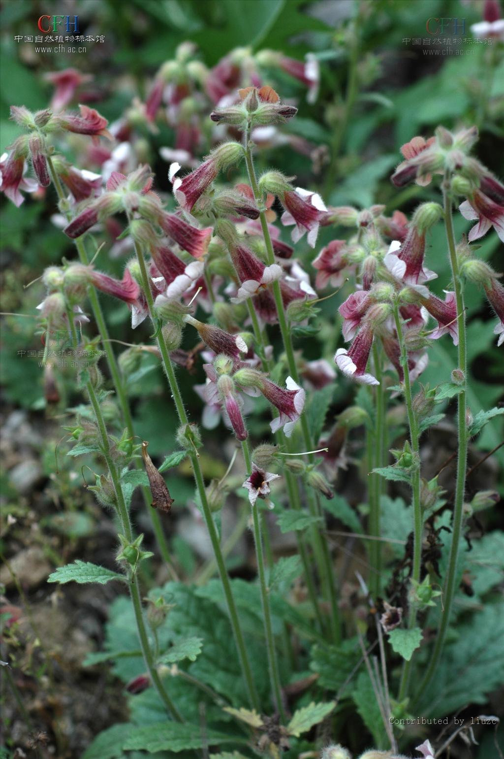  /i>),玄参科 a target="_blank" href="/item/地黄属">地黄属 /a>