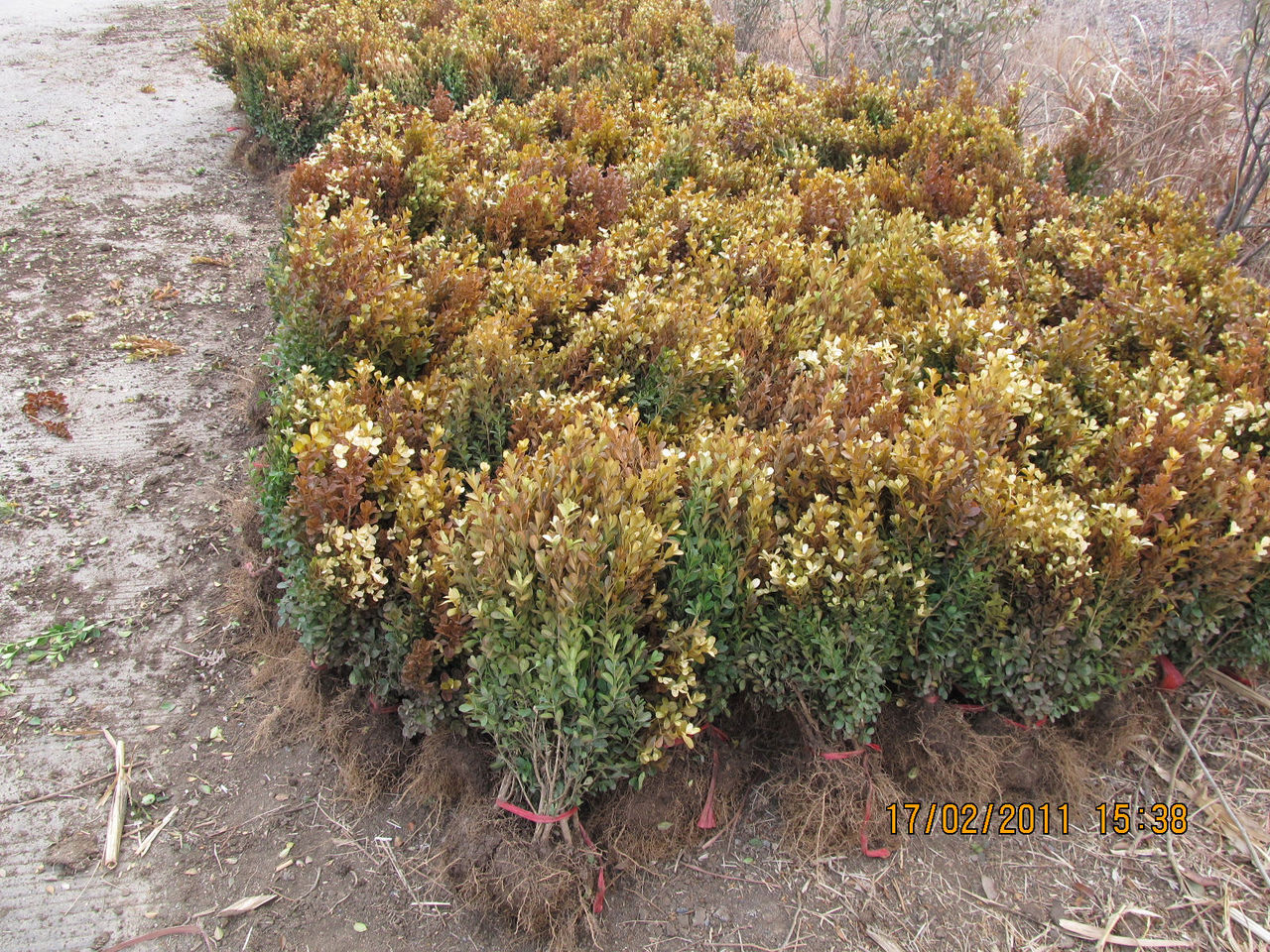  p>小叶黄杨(学名: i>buxus sinica  /i>(rehd. et wils.