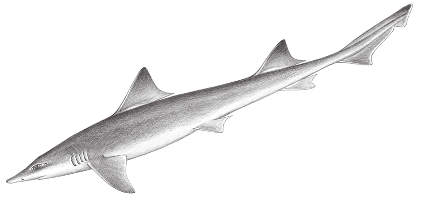  p>灰星鲨(学名: i>mustelus griseus /i>)是皱唇鲨科,星鲨属的一种