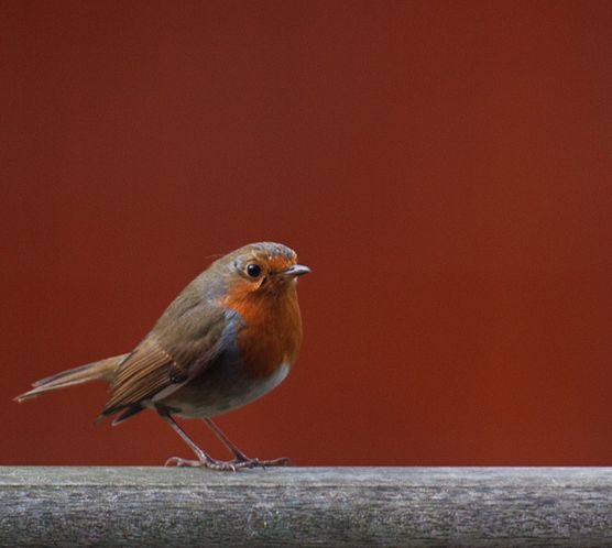erithacus rubecula melophilus