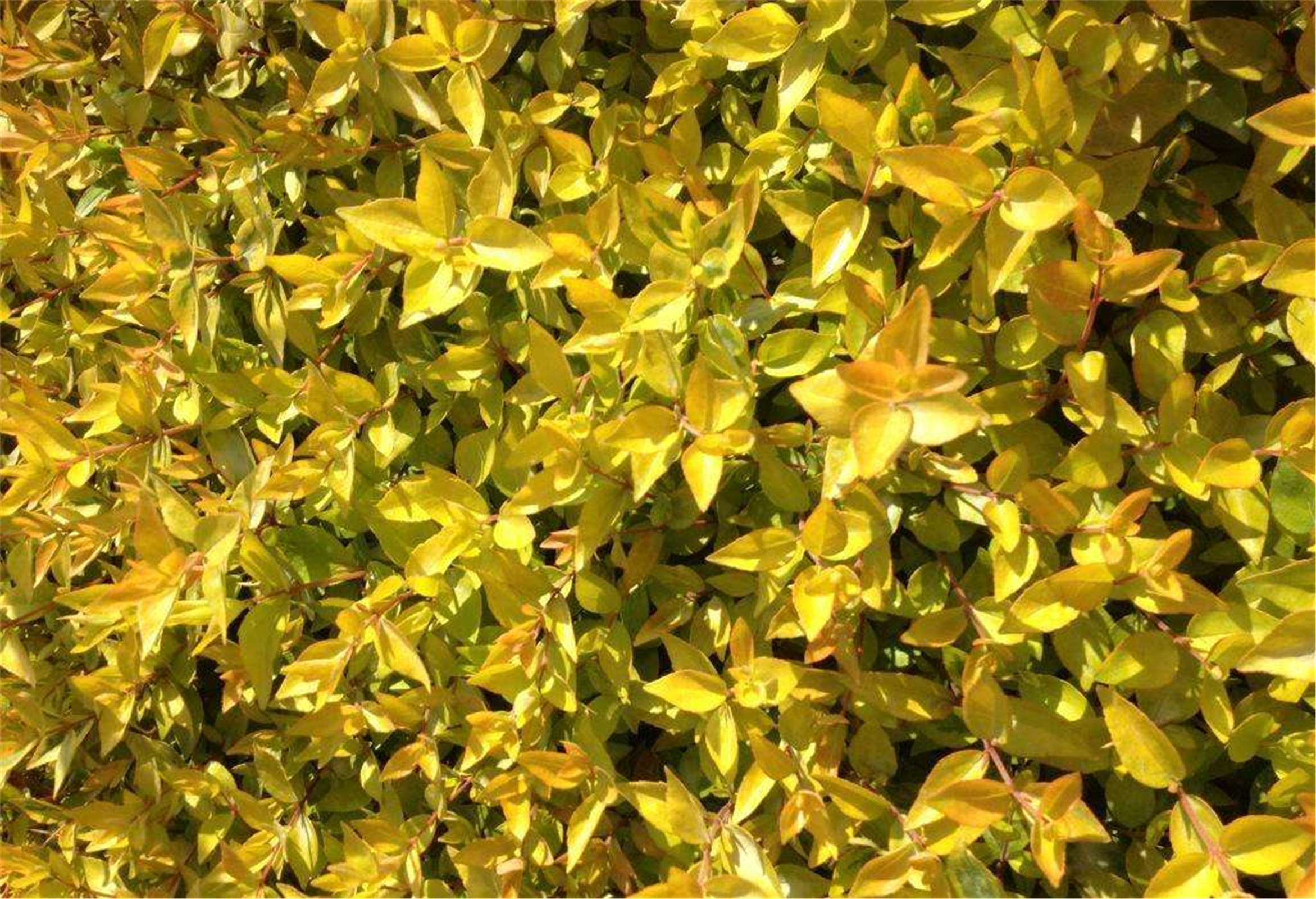 金叶大花六道木